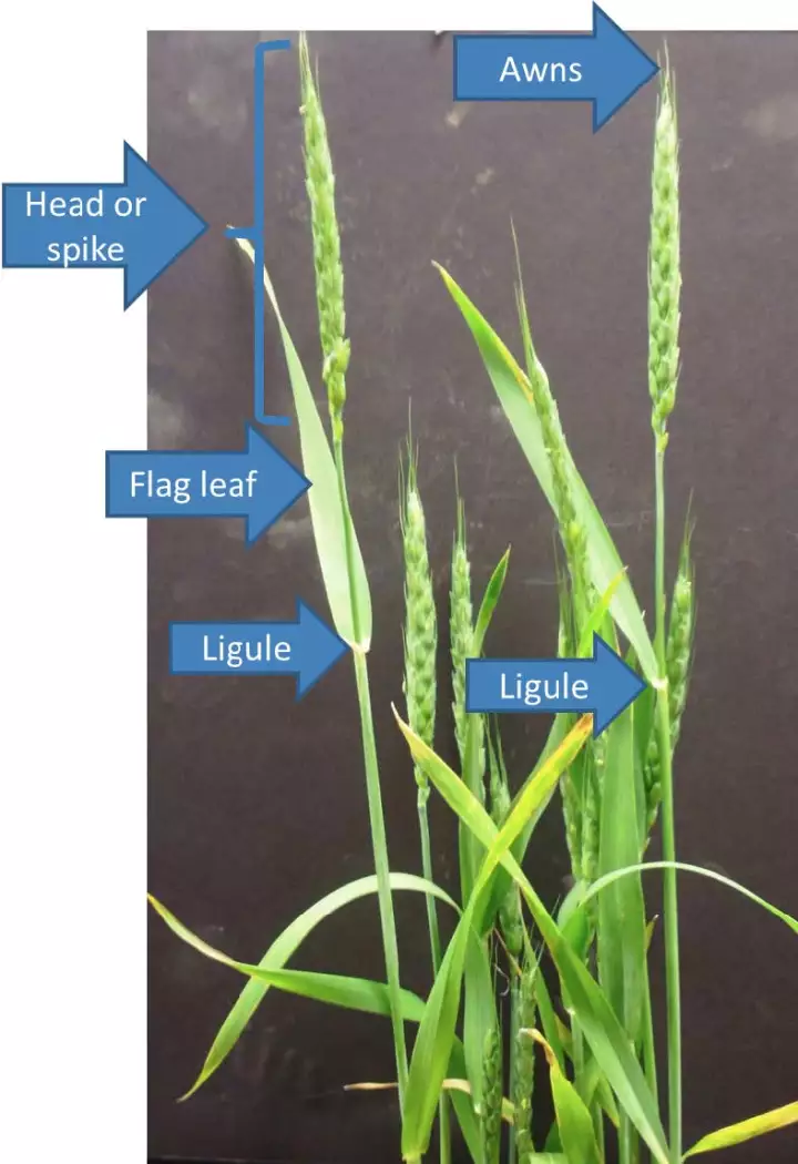 芒（Awns）、穗（Spike）、旗葉（Flag leaf）、葉舌（Ligule）